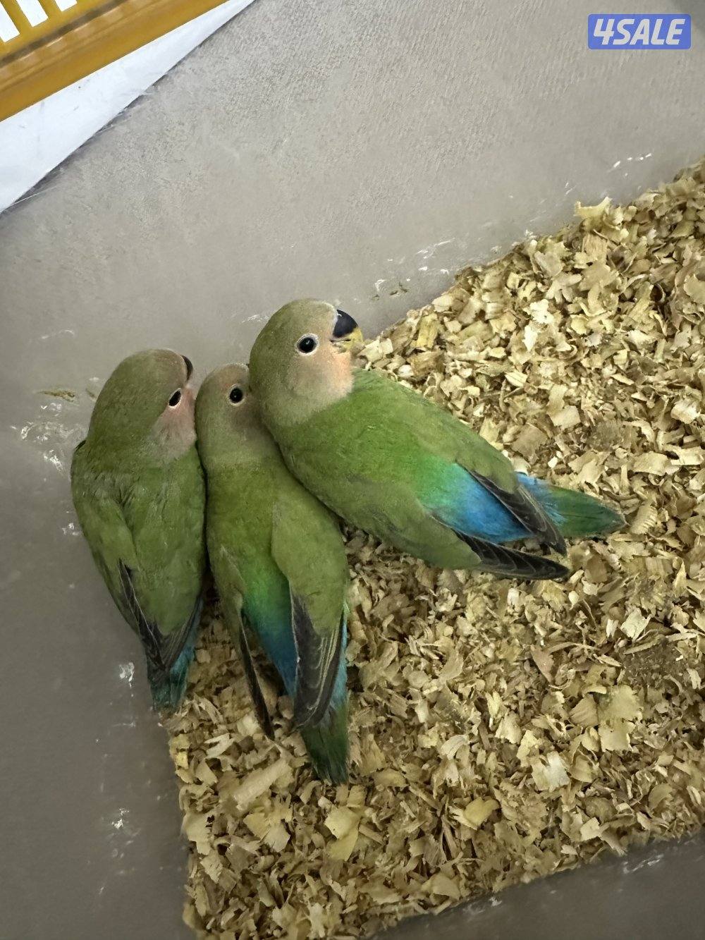 للبيع فروخ لوف بيرد12