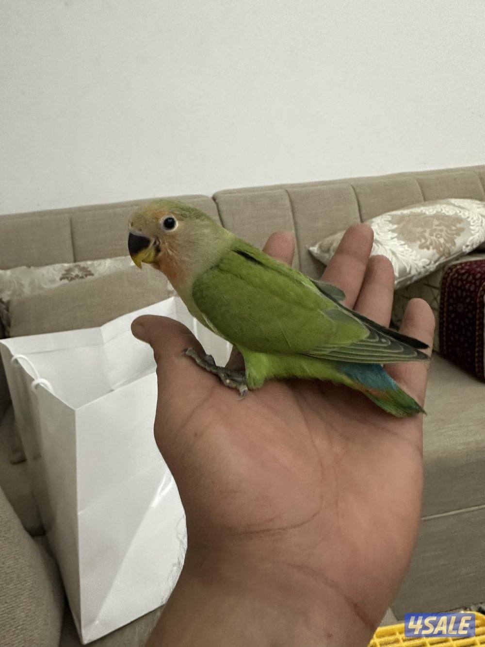 للبيع فروخ لوف بيرد13