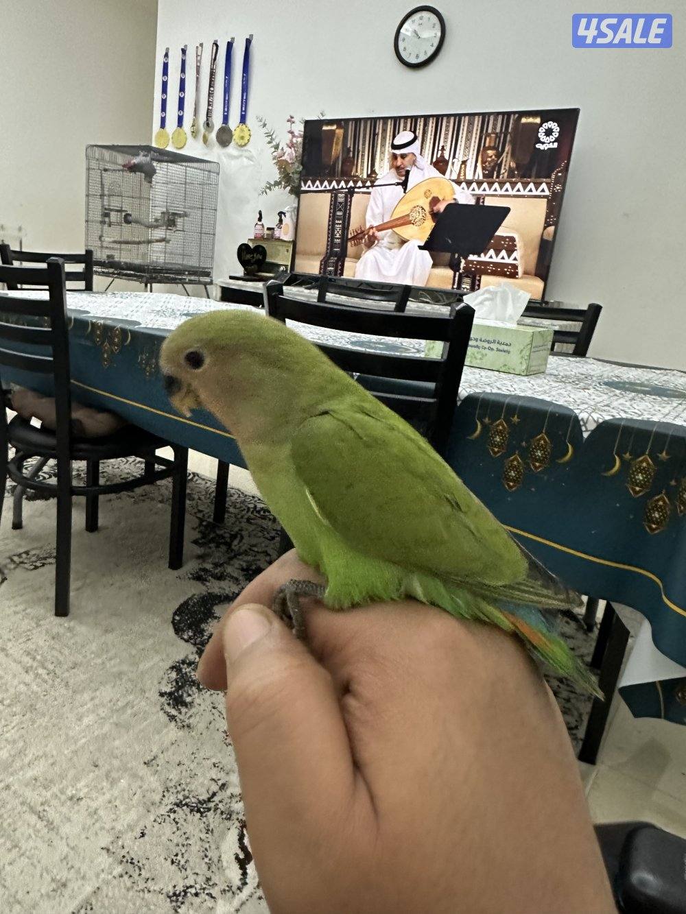 للبيع فروخ لوف بيرد14