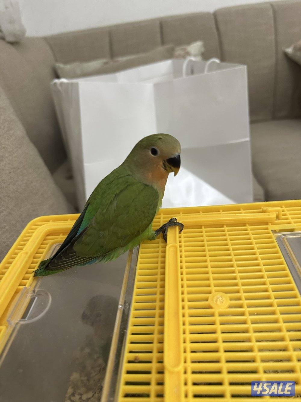 للبيع فروخ لوف بيرد15