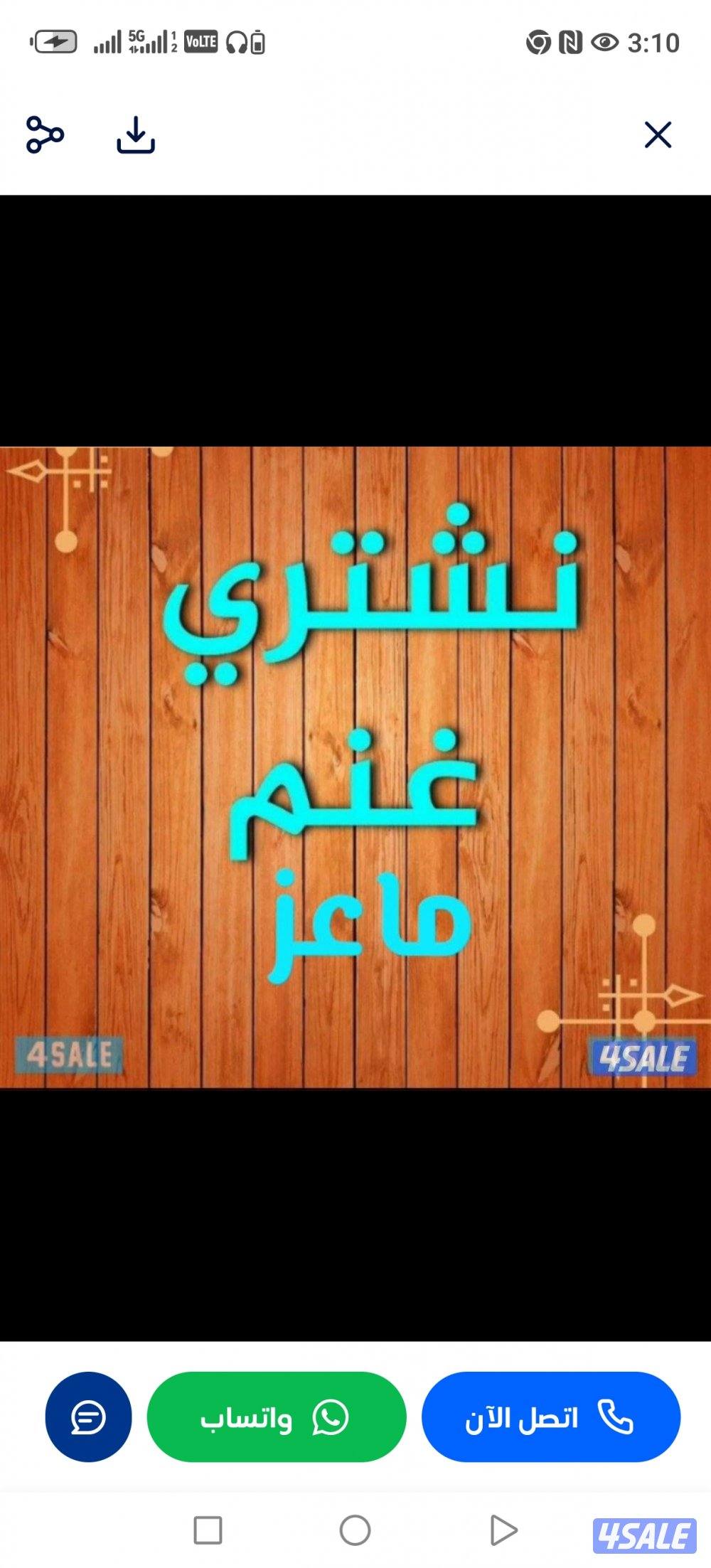 نشتري جميع انواع الحلال غنم معزا طليان0