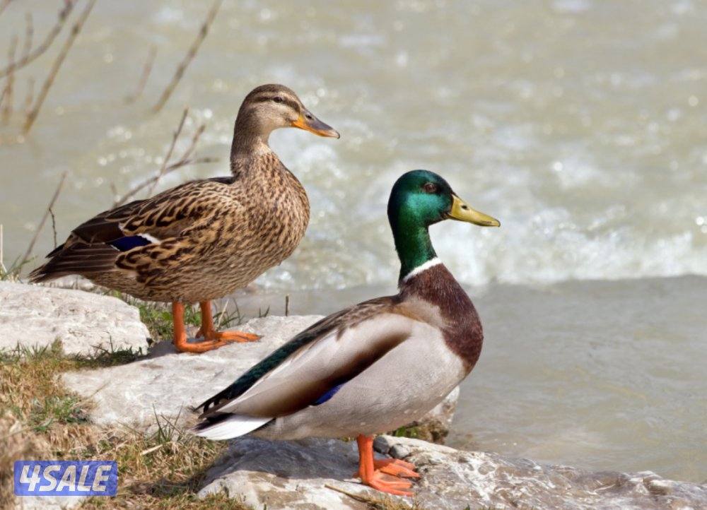 بط طيار خضاري أزواج0