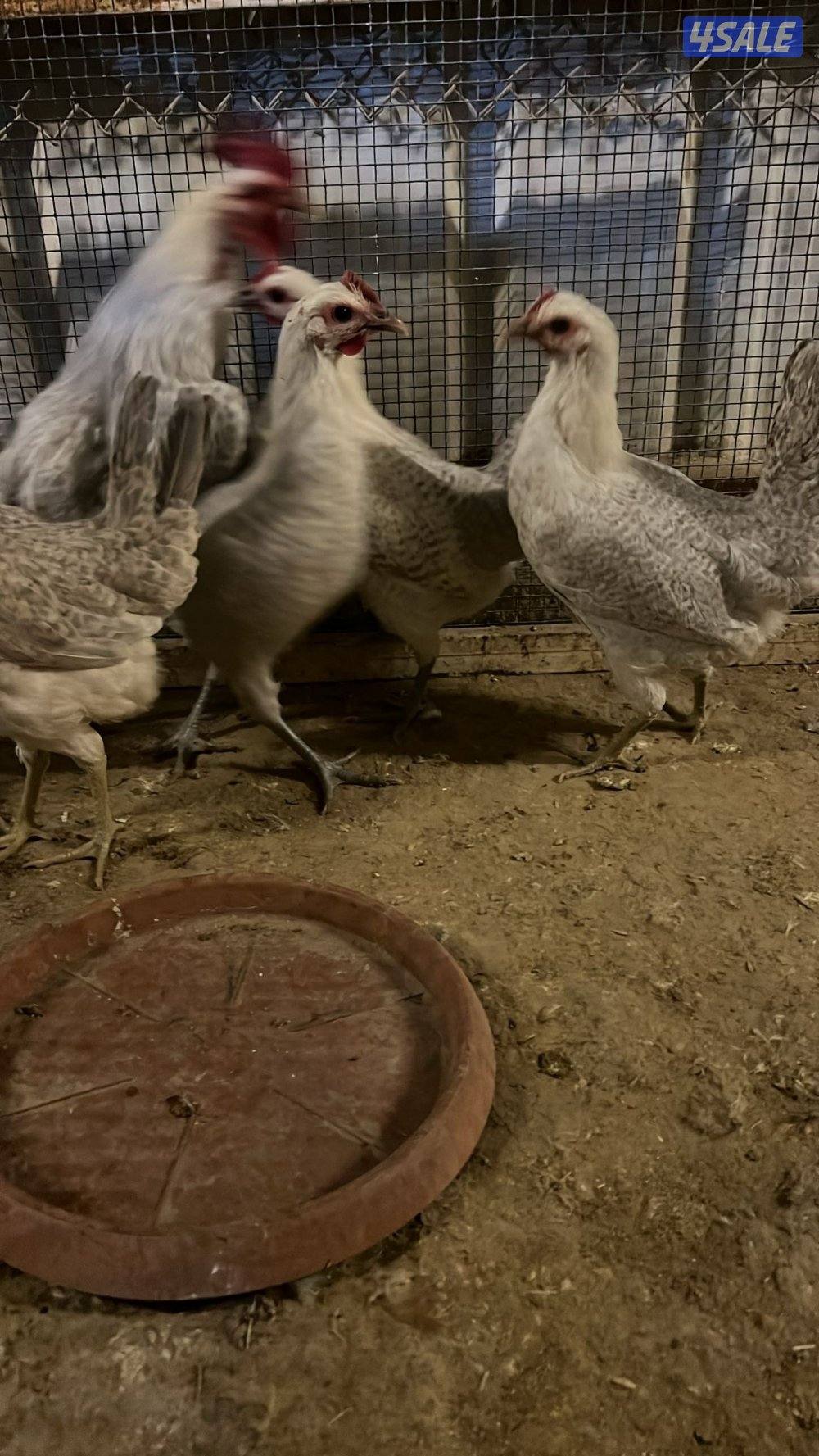 عربي والمنيوم وتايلندي2