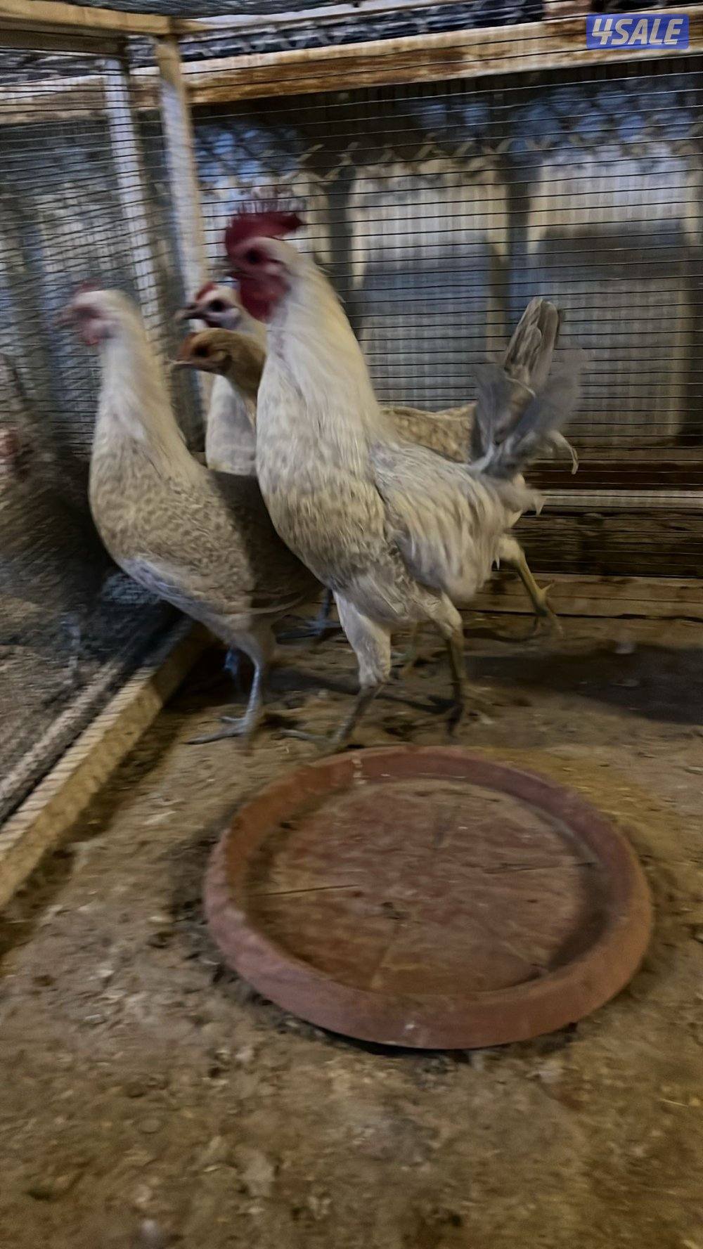 عربي والمنيوم وتايلندي3