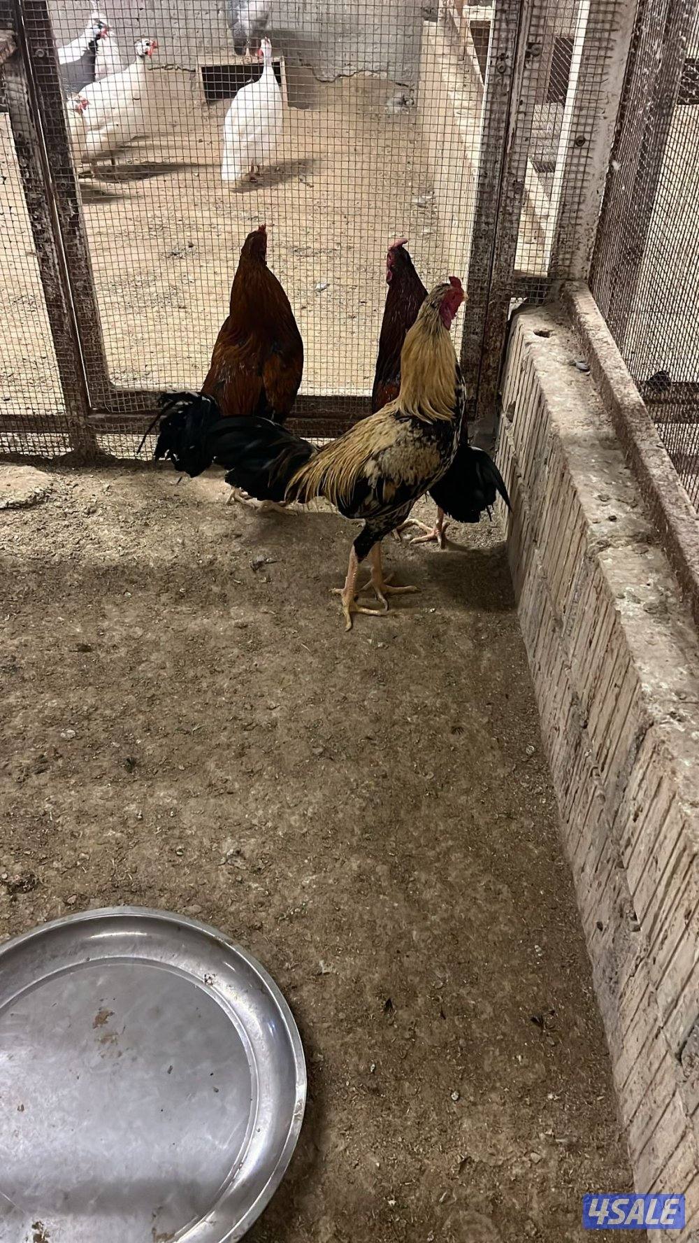 عربي والمنيوم وتايلندي4