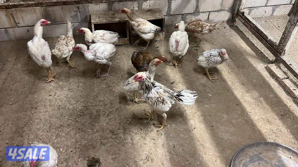 عربي والمنيوم وتايلندي5