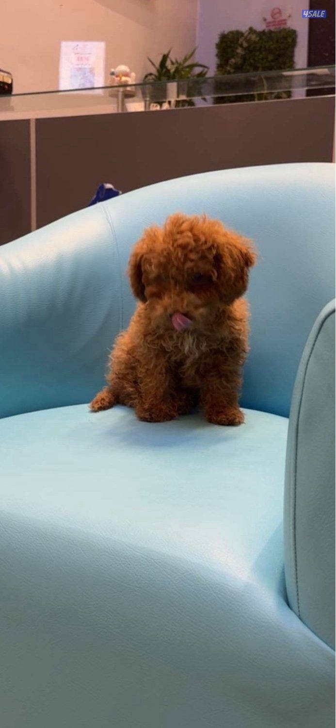 جلب بودل الاغراض كامله0