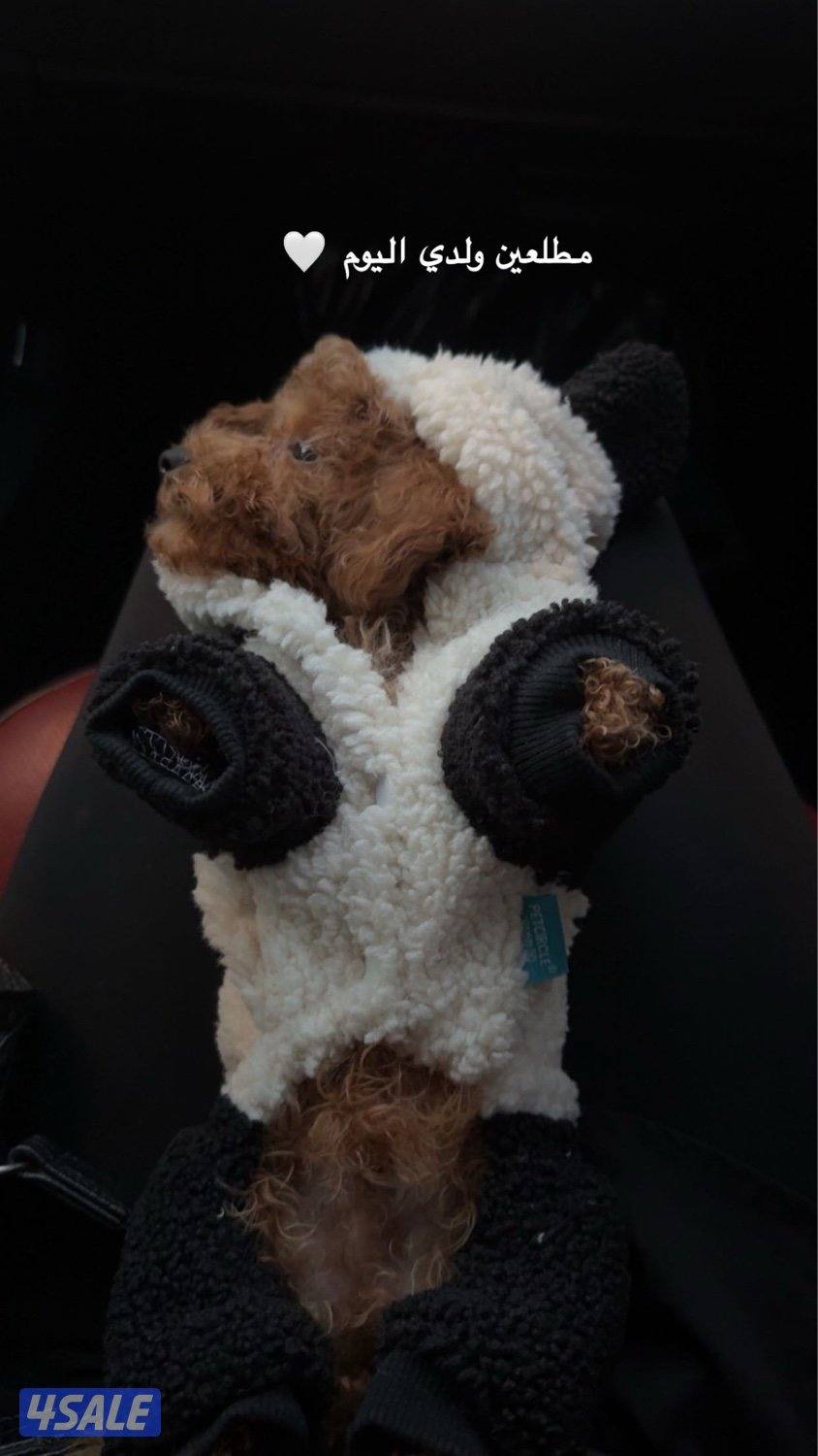 جلب بودل الاغراض كامله1