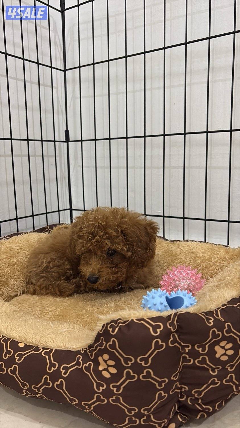 جلب بودل الاغراض كامله2