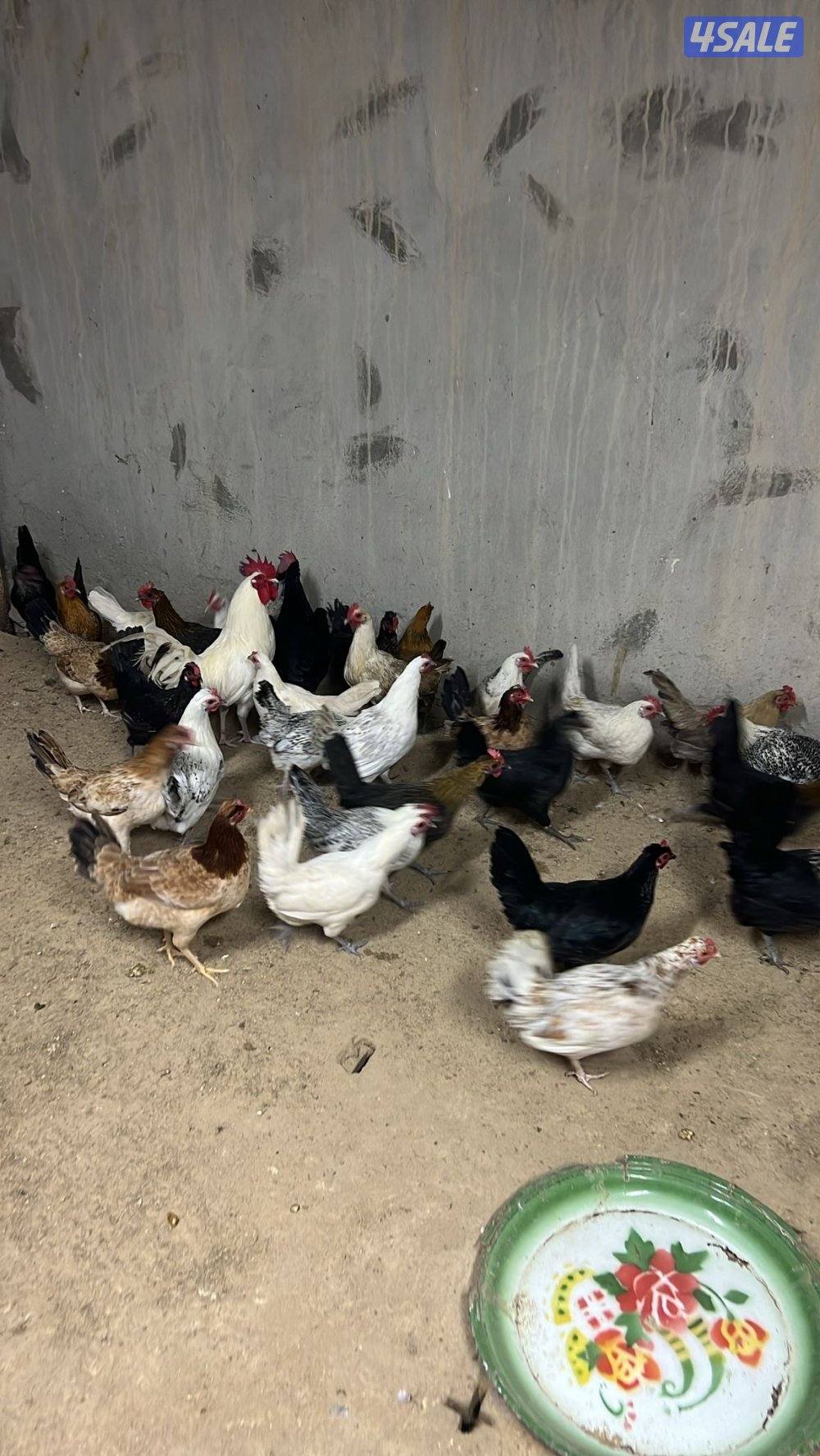 عربي جامبو وفيومي0