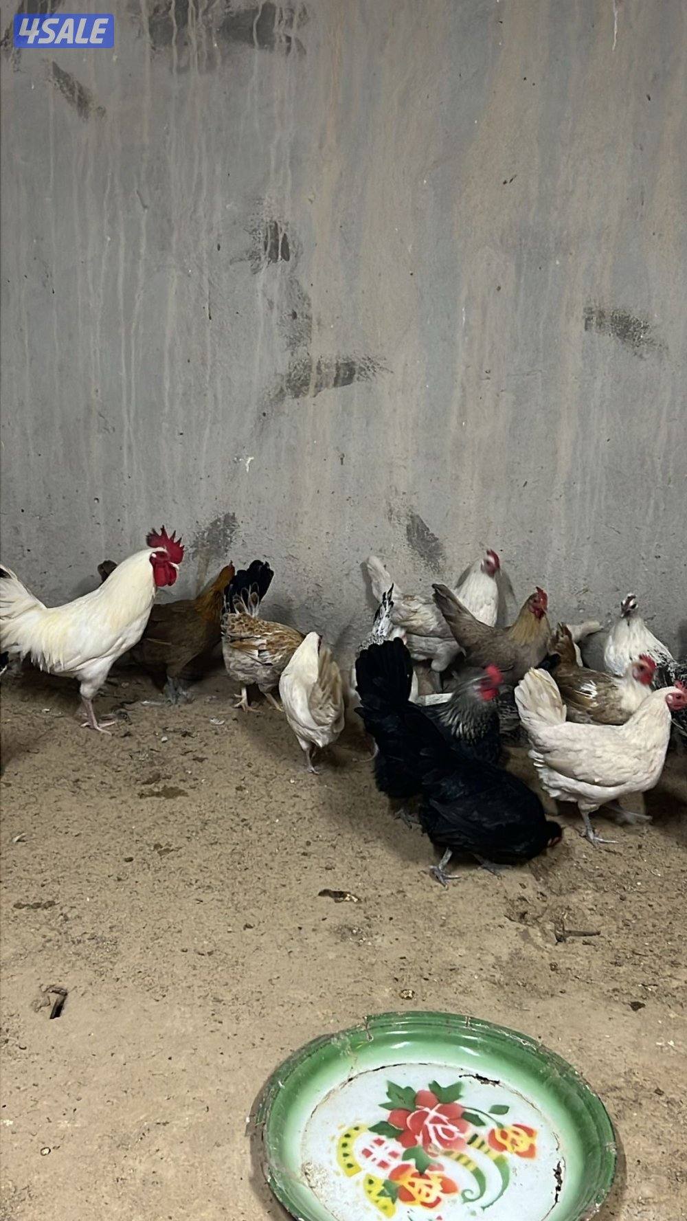 عربي جامبو وفيومي1