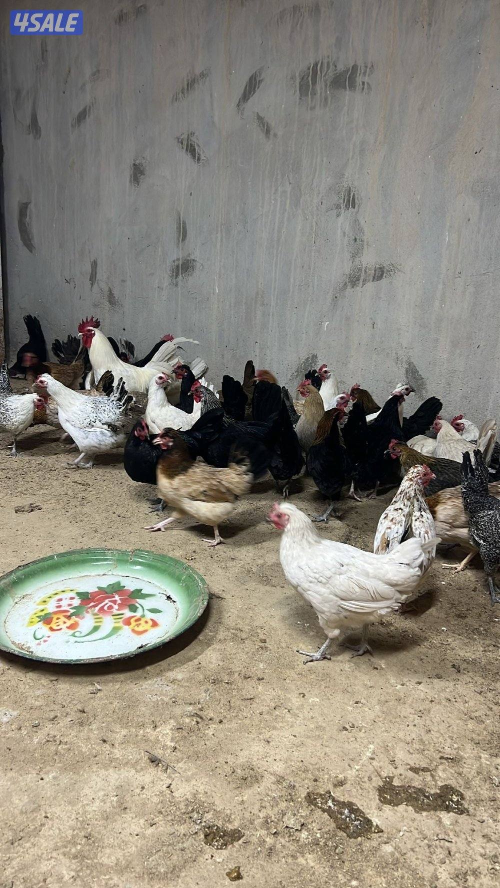 عربي جامبو وفيومي2