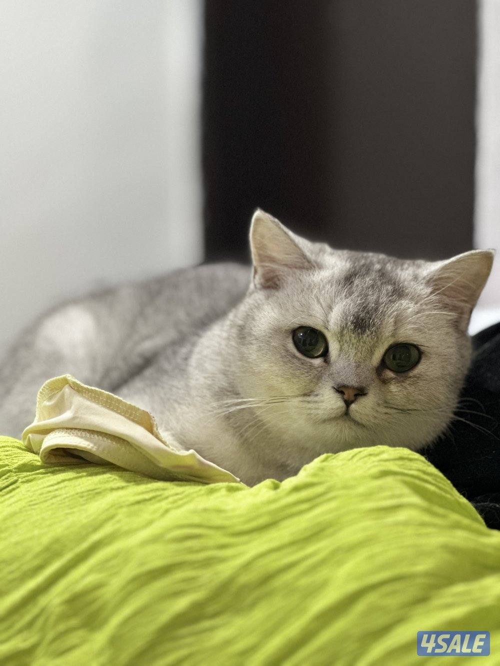 قطط برتش شورت هير وفي كيتن كلهم ذكور ولعوبين… للبيع وليس تبني بيع1