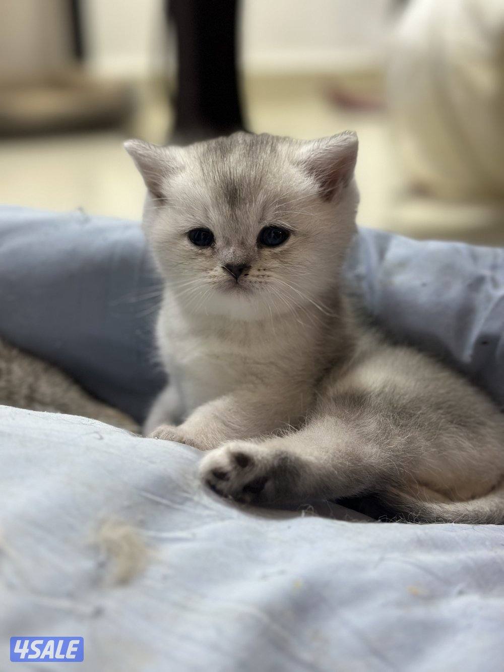 قطط برتش شورت هير وفي كيتن كلهم ذكور ولعوبين… للبيع وليس تبني بيع2