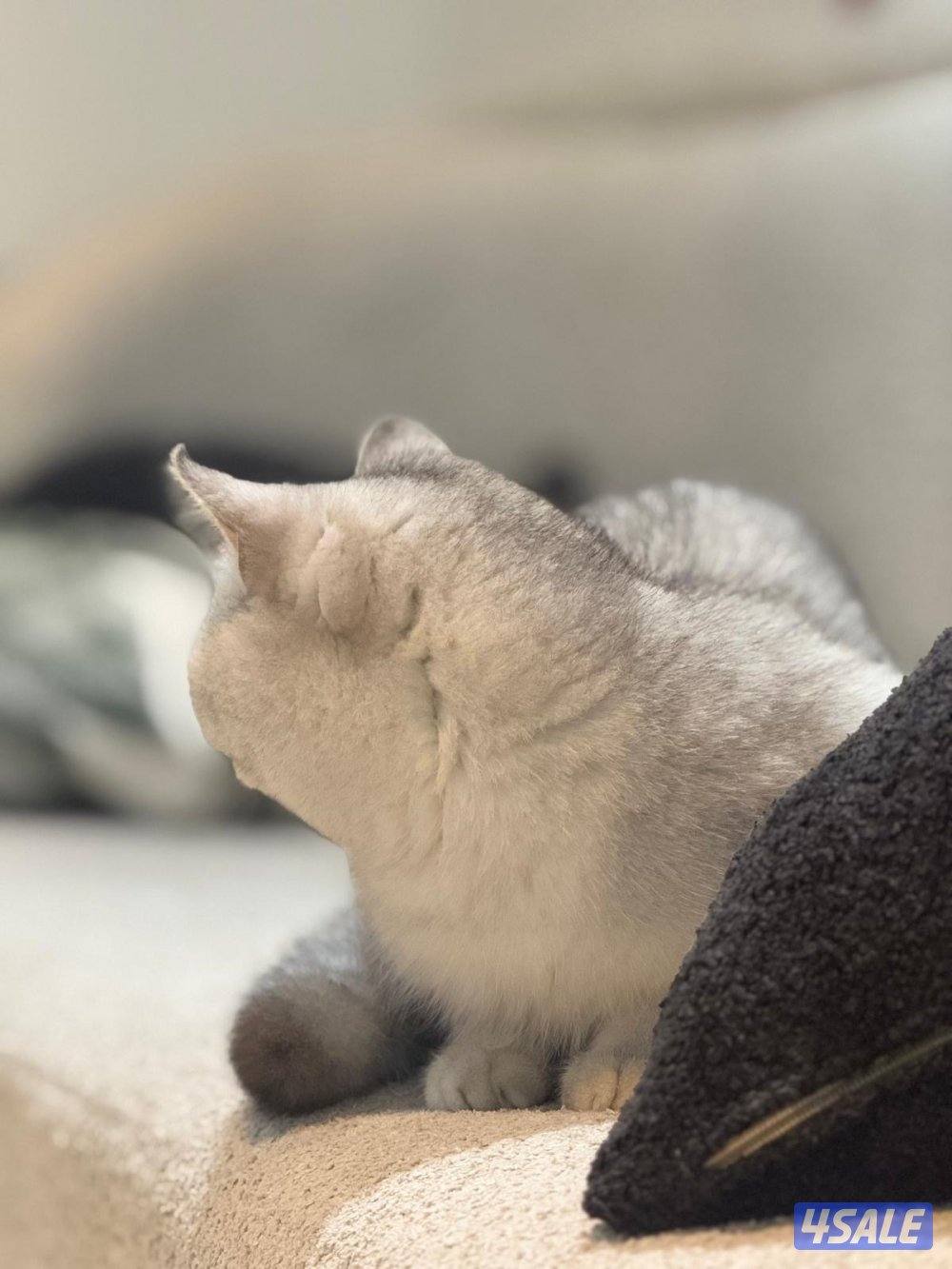 قطط برتش شورت هير وفي كيتن كلهم ذكور ولعوبين… للبيع وليس تبني بيع3