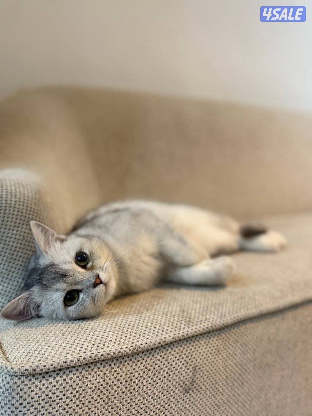 قطط برتش شورت هير وفي كيتن كلهم ذكور ولعوبين… للبيع وليس تبني بيع4