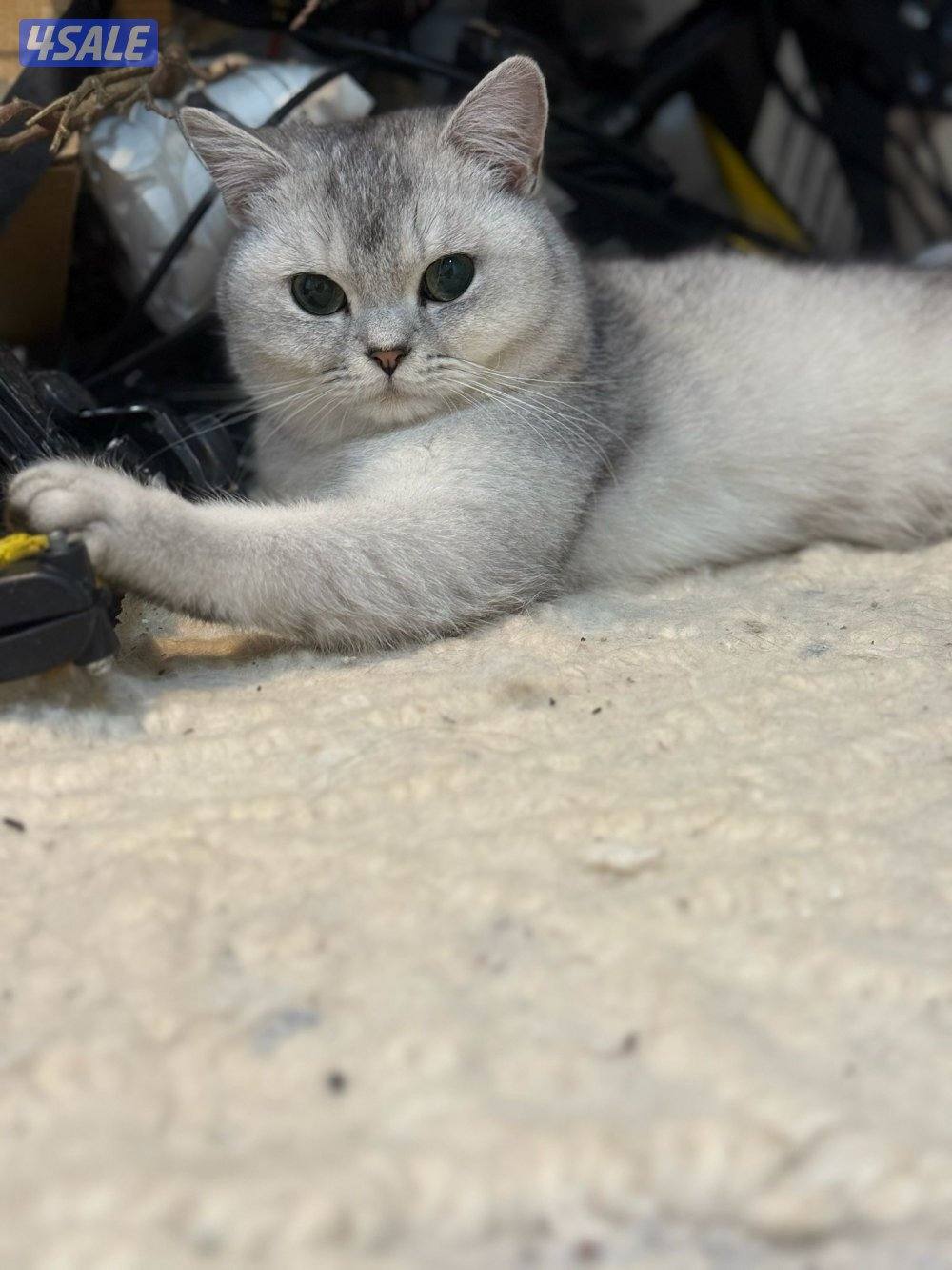 قطط برتش شورت هير وفي كيتن كلهم ذكور ولعوبين… للبيع وليس تبني بيع6