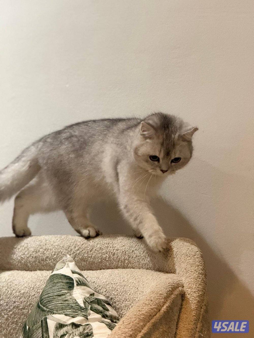قطط برتش شورت هير وفي كيتن كلهم ذكور ولعوبين… للبيع وليس تبني بيع5