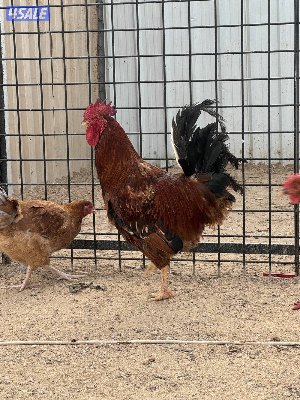 ساسيكس انجليزي1