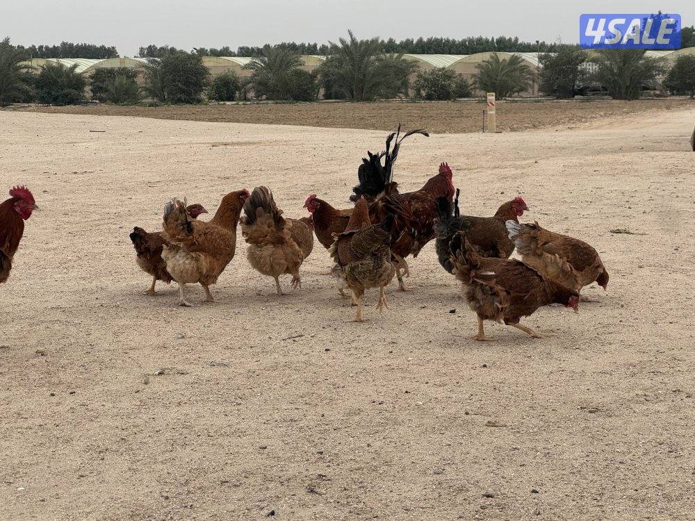 ساسيكس انجليزي2