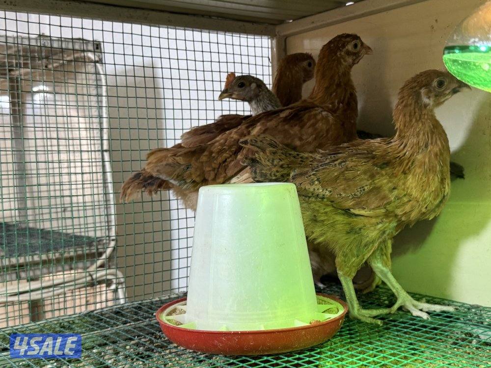 ساسيكس انجليزي3