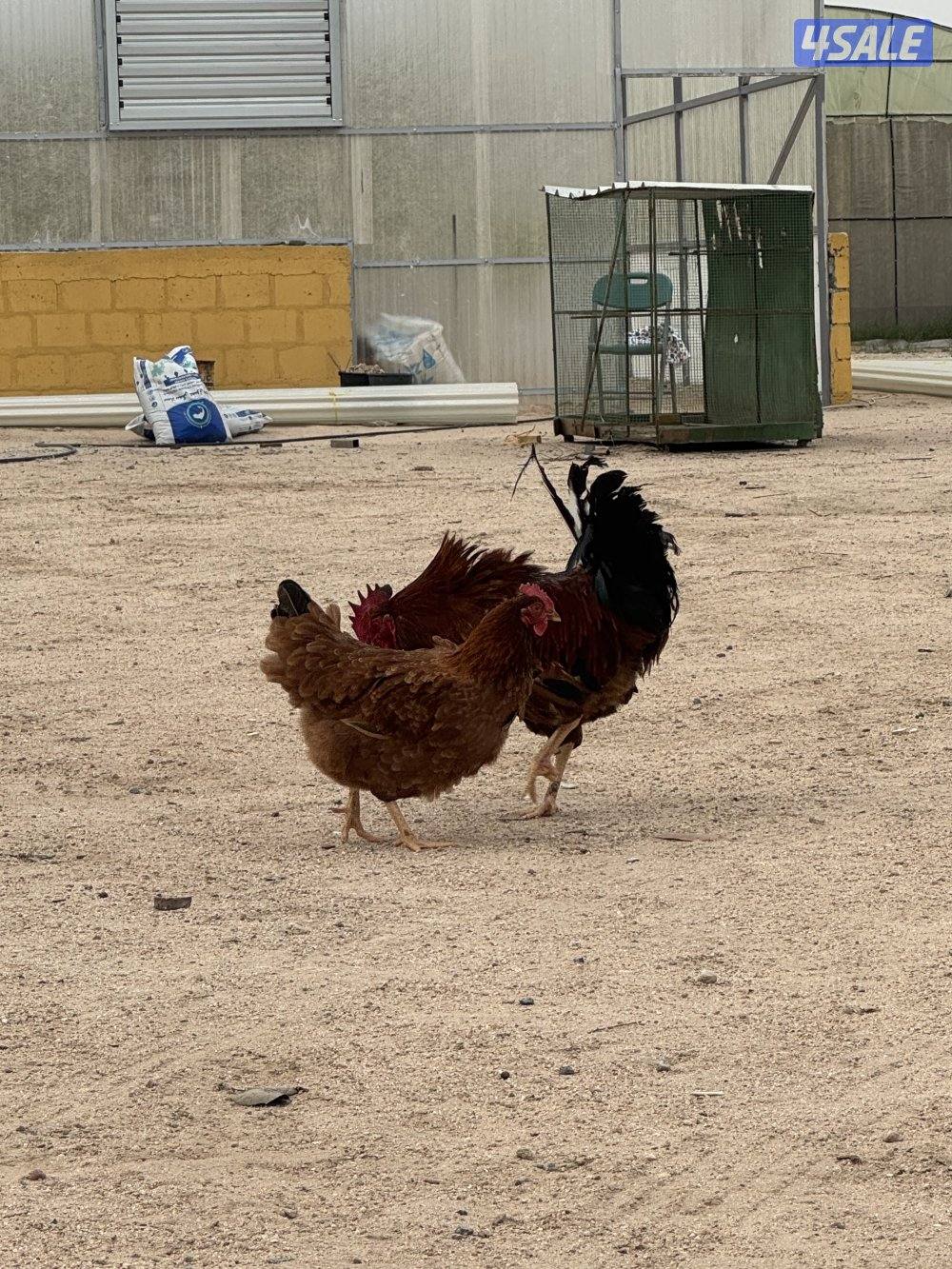 ساسيكس انجليزي4