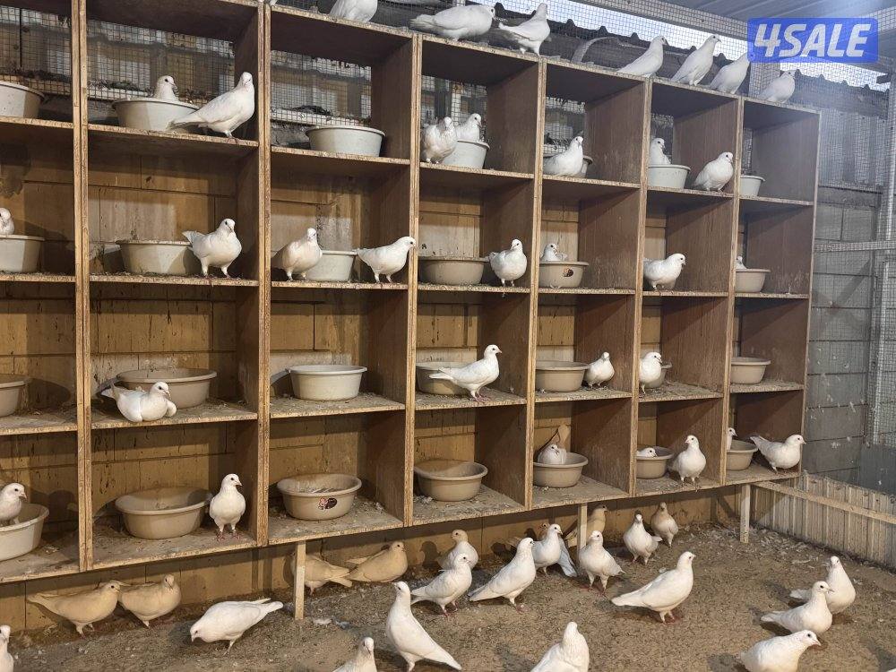 لاحم منتجين1