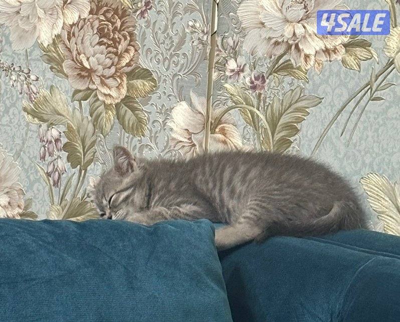 British short hair cat male1