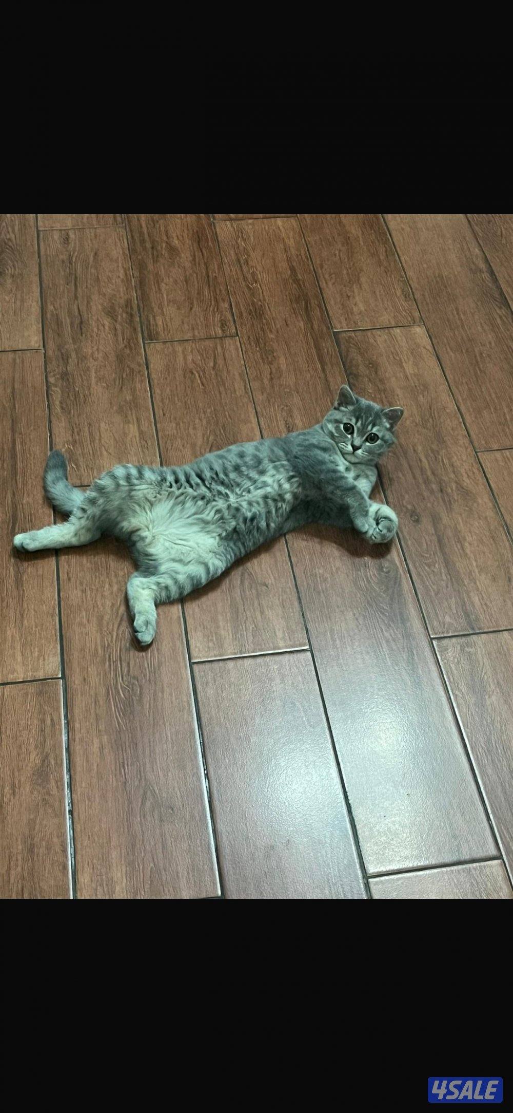 British short hair cat male2