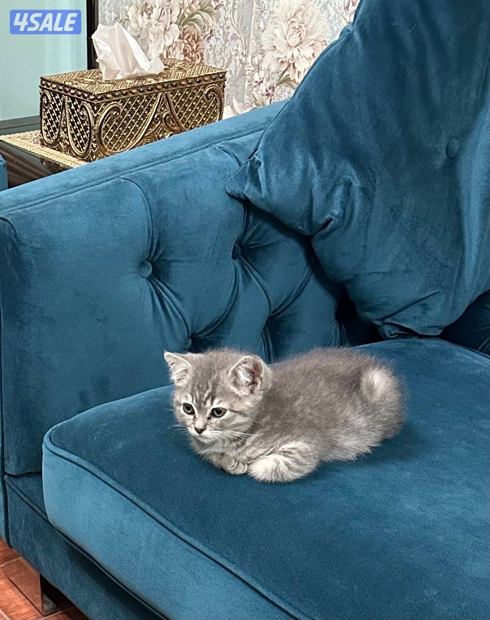 British short hair cat male3