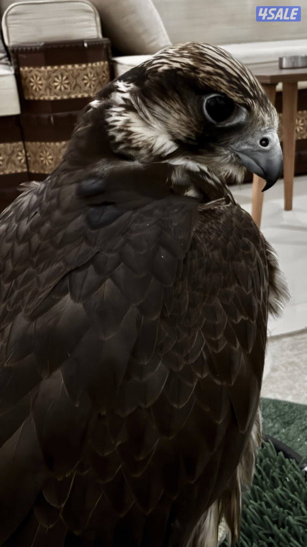 طير وكري قرناس طرحه زين وسبوق وعلومه طيبه ميشكي من شي لايدق الا الصامل1