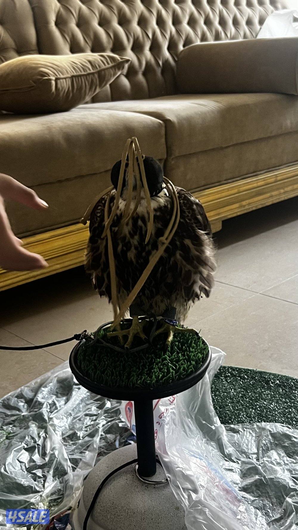 طير وكري قرناس طرحه زين وسبوق وعلومه طيبه ميشكي من شي لايدق الا الصامل2