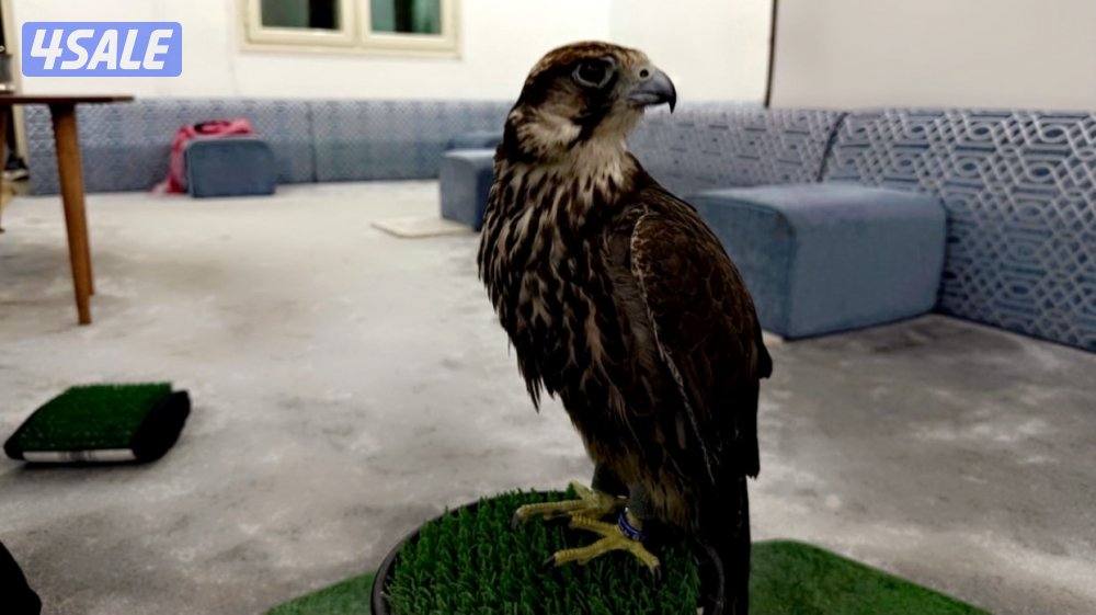 طير وكري قرناس طرحه زين وسبوق وعلومه طيبه ميشكي من شي لايدق الا الصامل3