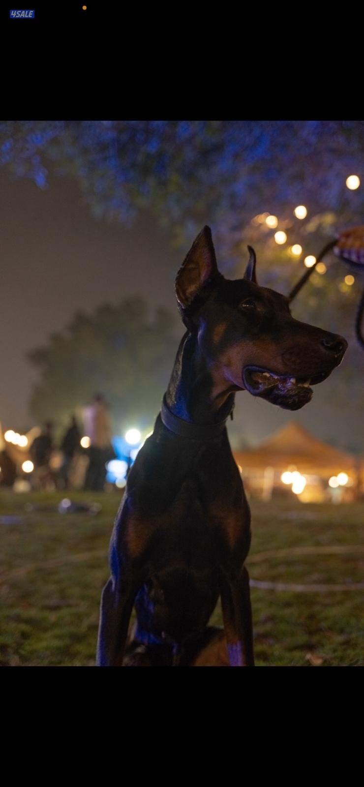 دوبر للبيع1