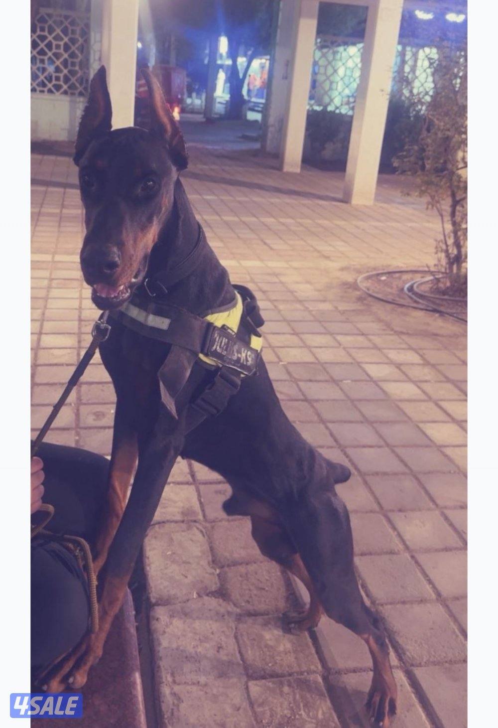 دوبر للبيع2