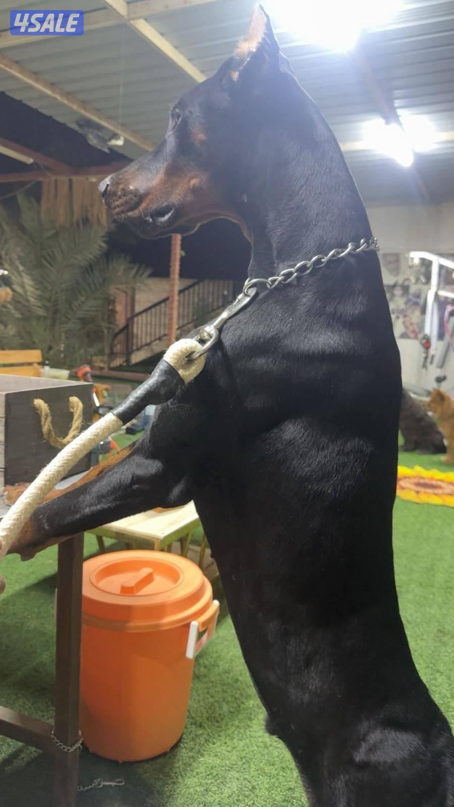 دوبر للبيع3