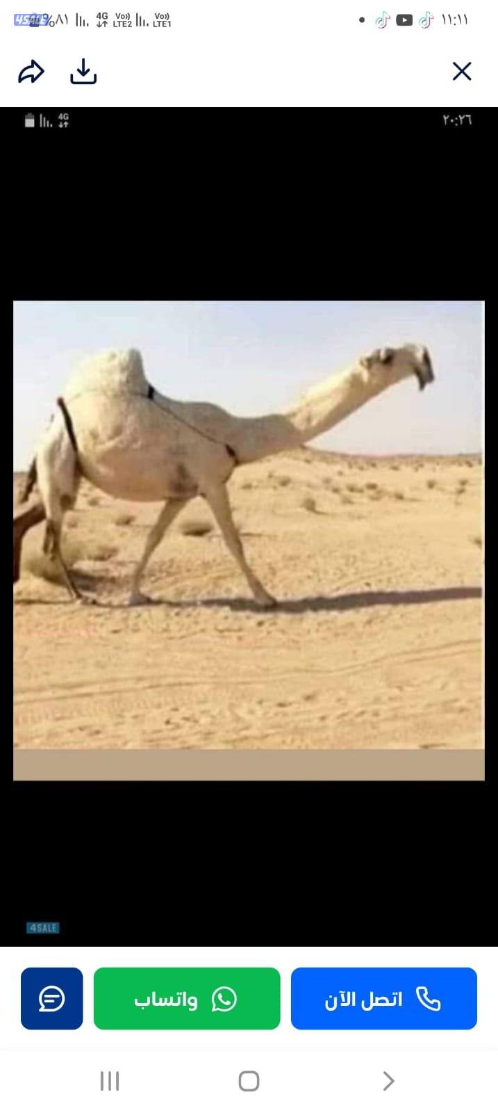 حلاقة وغسيل ابل كل مناطق الكويت ونشتري أبل وحشوة0