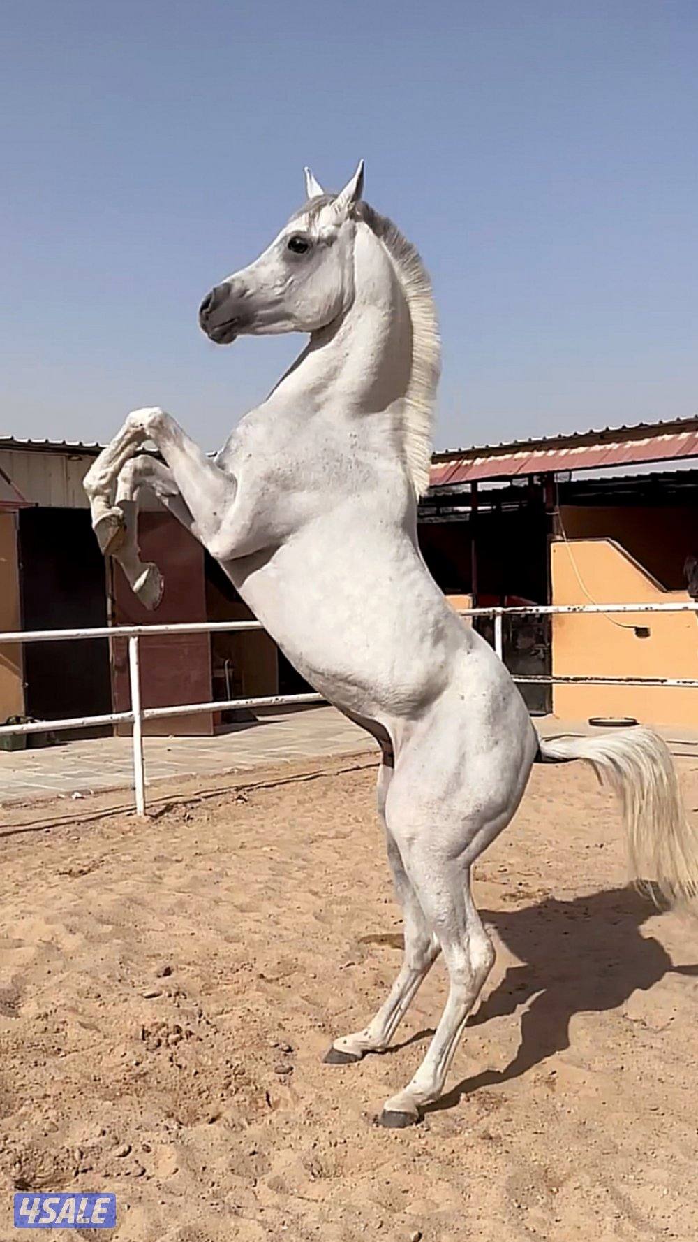 مصري بيور 2021 شيخ0