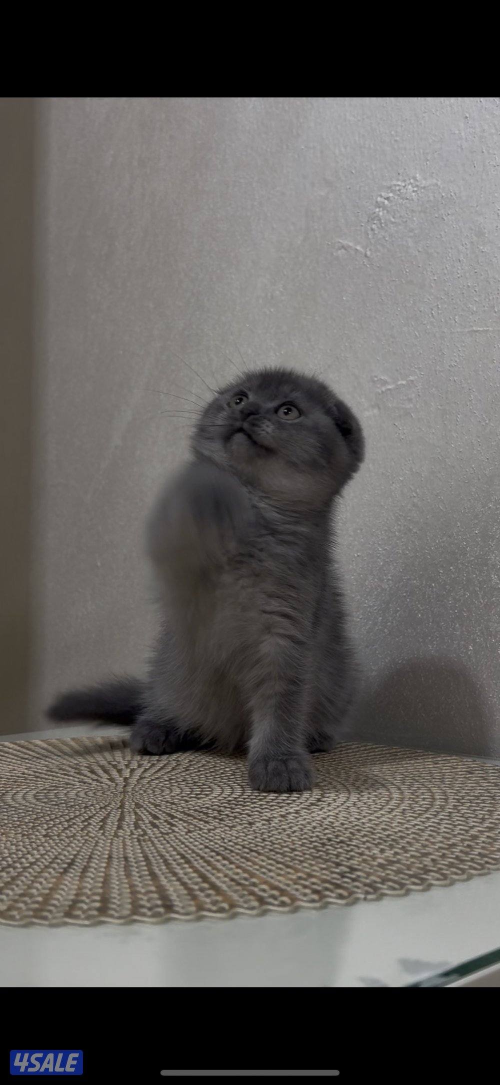 البيع كيتن0