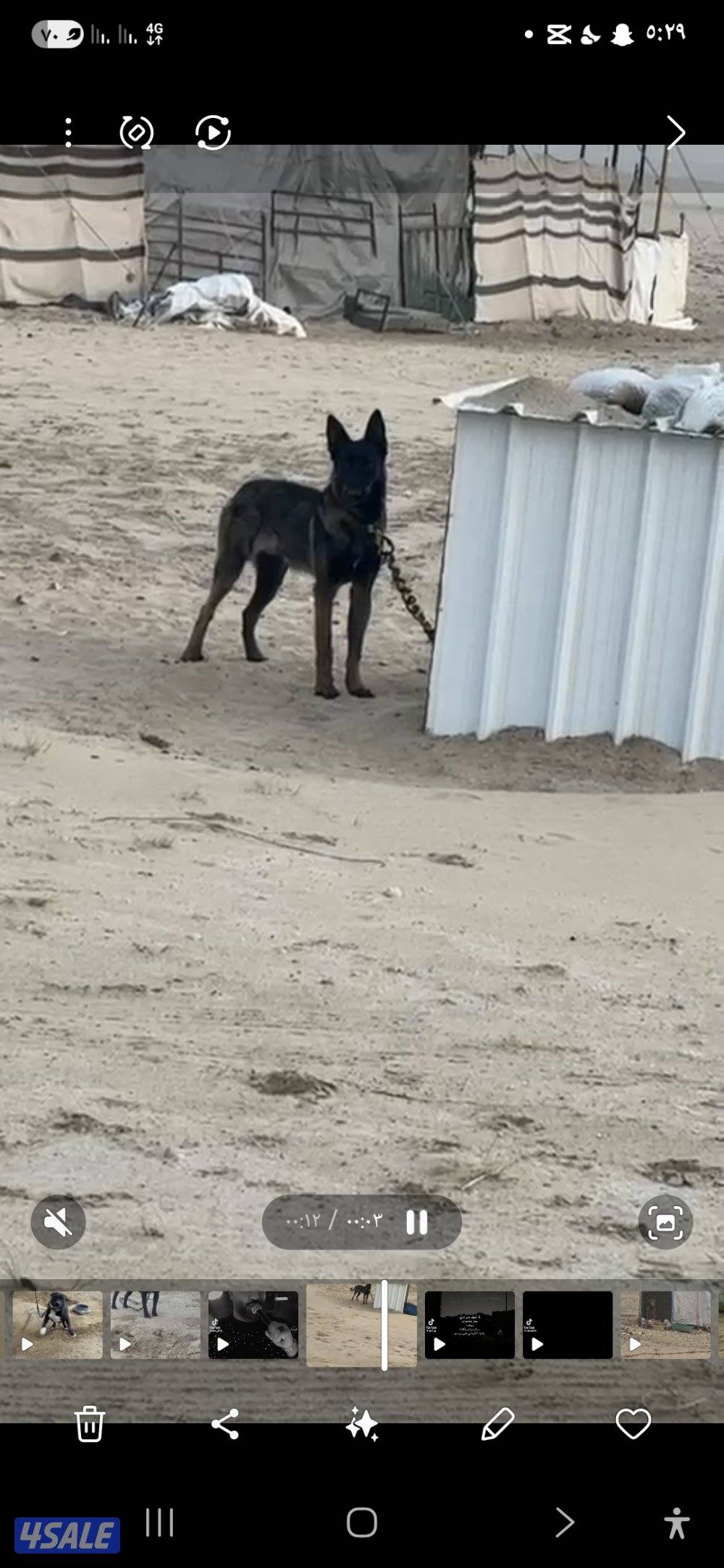 بيعه سريعه مالينو ذكر بصحه جيده0