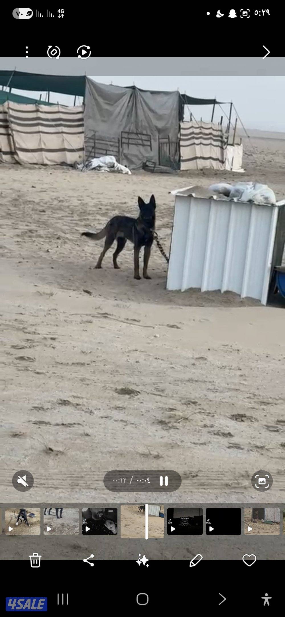 بيعه سريعه مالينو ذكر بصحه جيده1