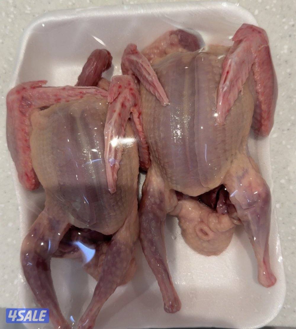 فروخ حمام زاجل+ لاحم فرنسي + بط شرط السمنه والحجم + طبخ + توصيل سريع5