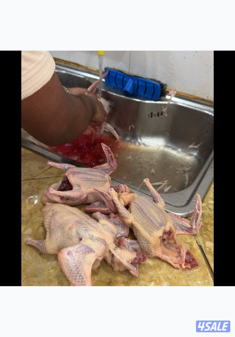 فروخ حمام زاجل+ لاحم فرنسي + بط شرط السمنه والحجم + طبخ + توصيل سريع7