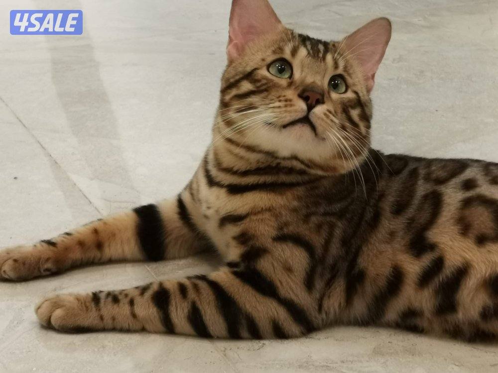 صباح الاحمد1