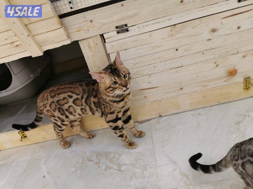 صباح الاحمد2