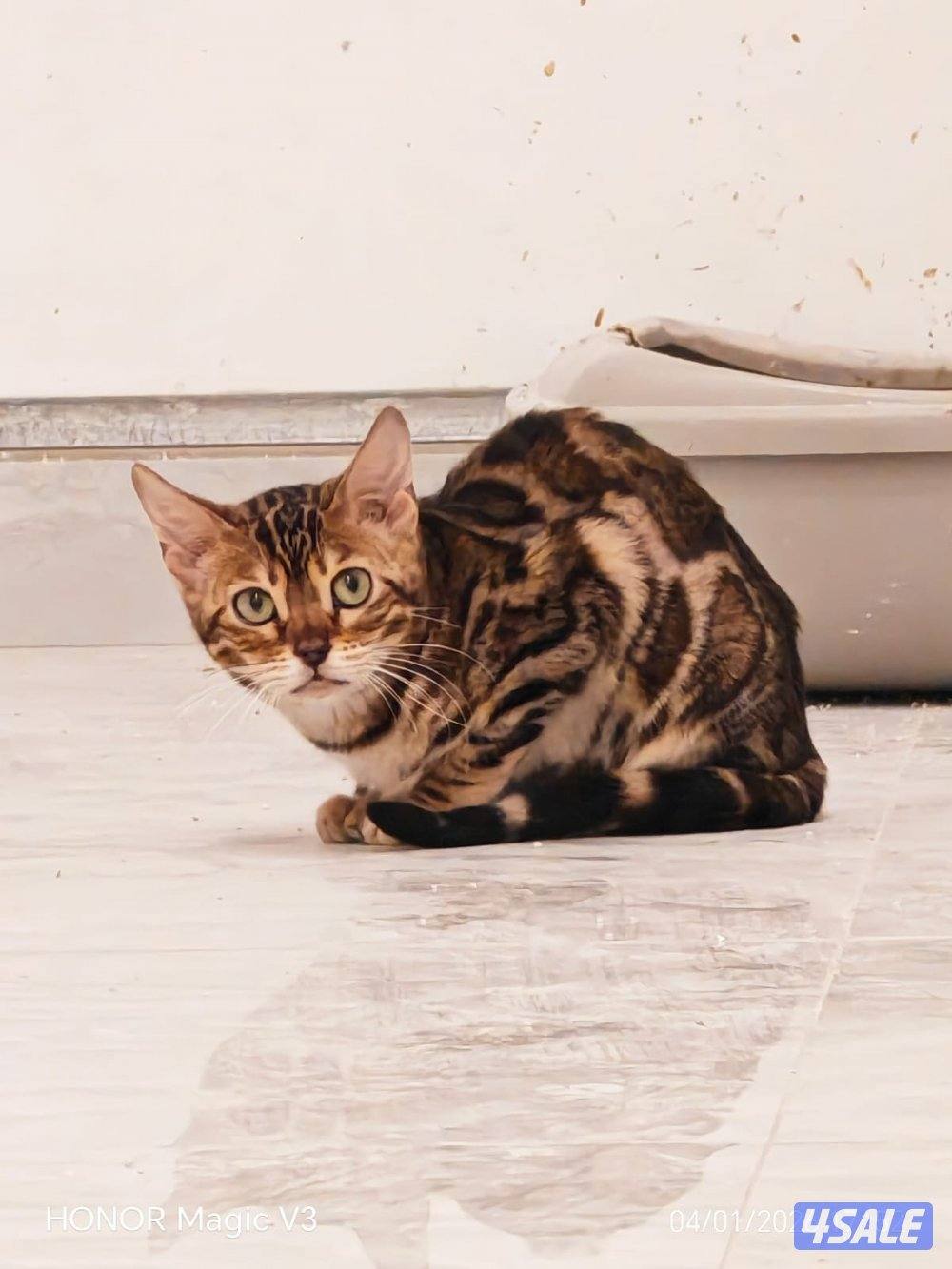 صباح الاحمد3