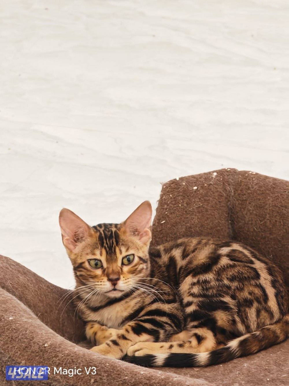 صباح الاحمد4