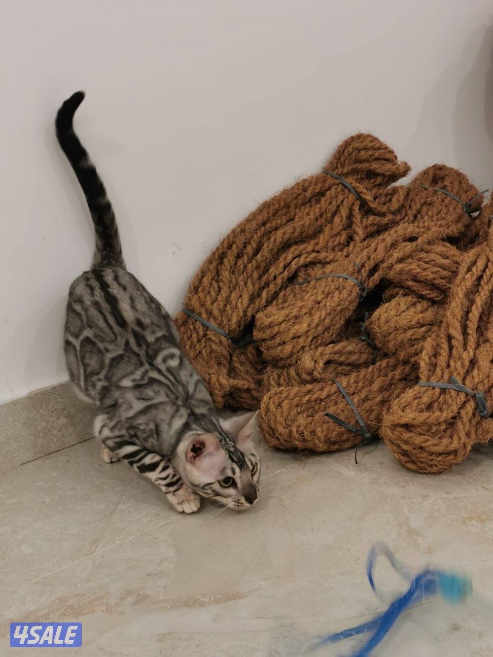 صباح الاحمد6