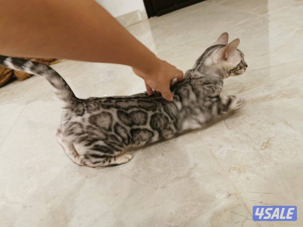 صباح الاحمد9