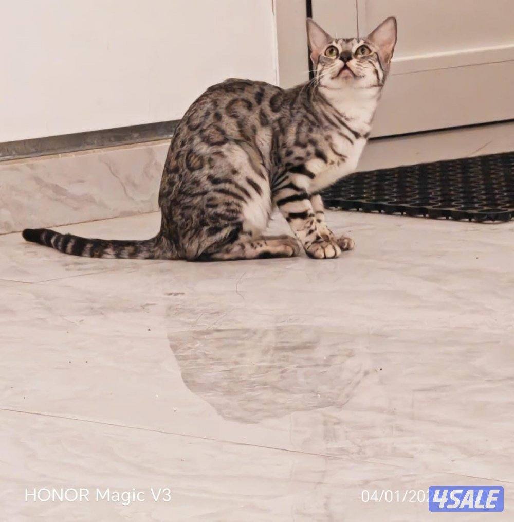 صباح الاحمد7